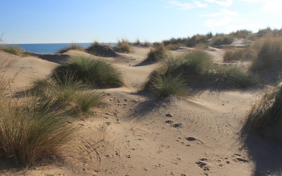 Site des Orpellières